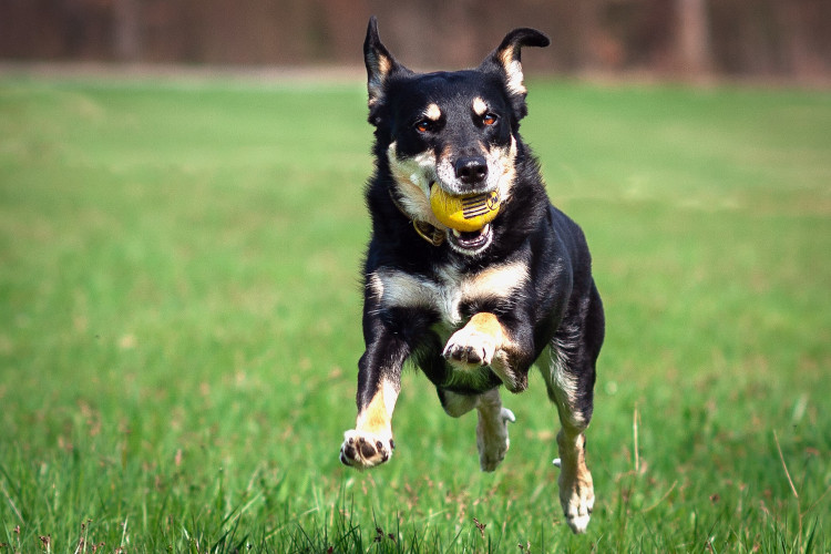 Ein schwarzer Hund mit weißem Fell springt über ein grünes Feld, während er einen gelben Ball im Maul trägt.