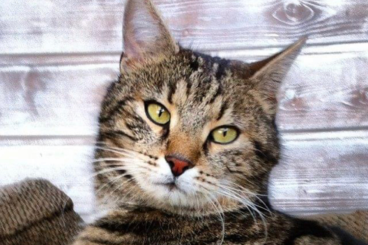 Ein gestreifter Kater mit grünen Augen schaut direkt in die Kamera.